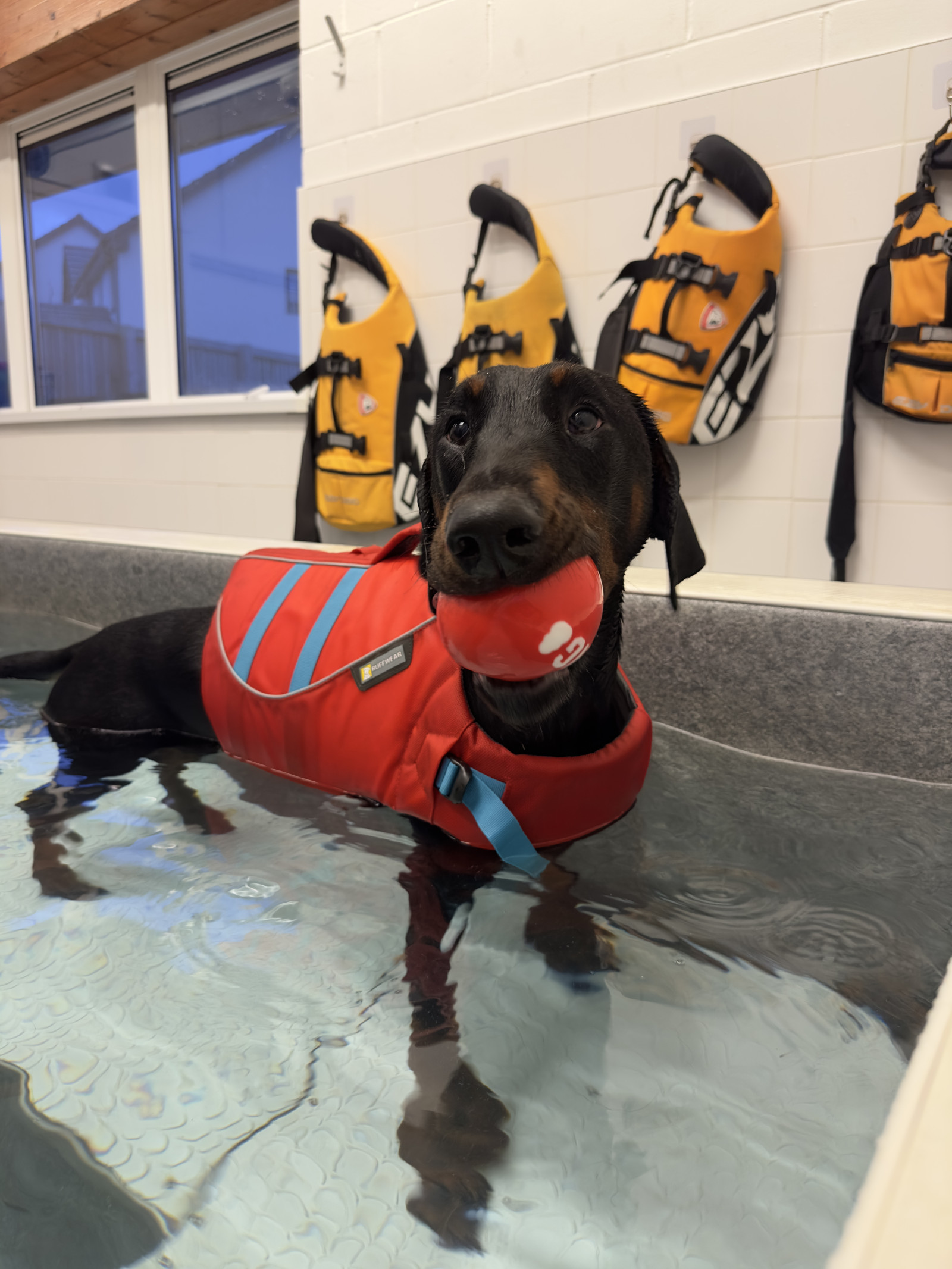 Nellie in heated dog hyrdotherapy pool in ross-on-wye