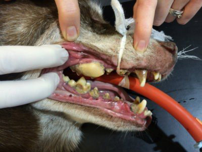 Dog Dental Image 1