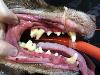 Dog Dental Image 2