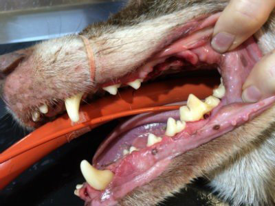 Dog Dental Image 3