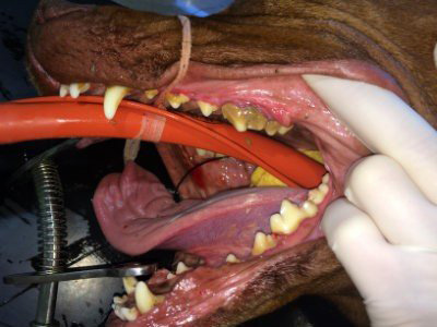 Dog Dental Image 4