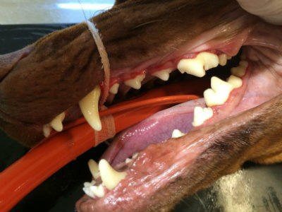 Dog Dental Image 5