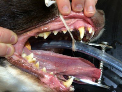 Dog Dental Image 6