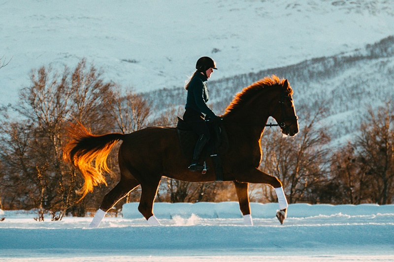Equine Health Plan