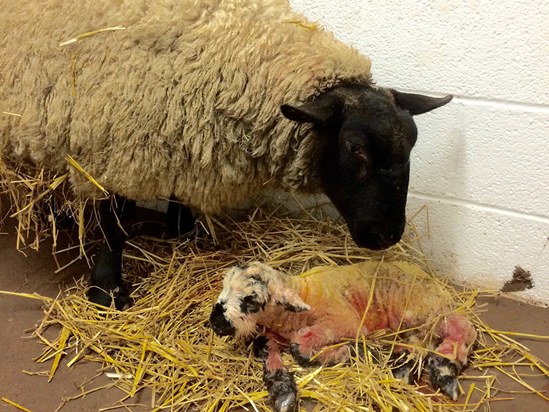 Lambing Room