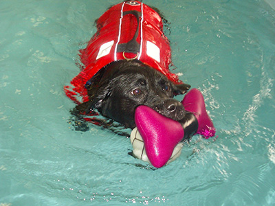 Canine Hydrotherapy Clinic 1