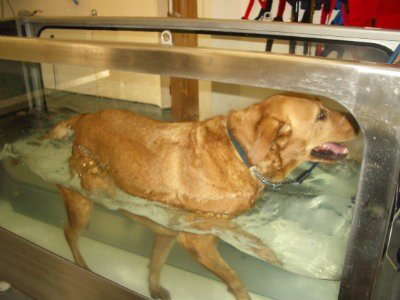 Canine Hydrotherapy Clinic 2