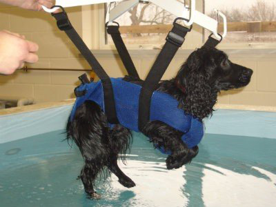 Canine Hydrotherapy Clinic 3