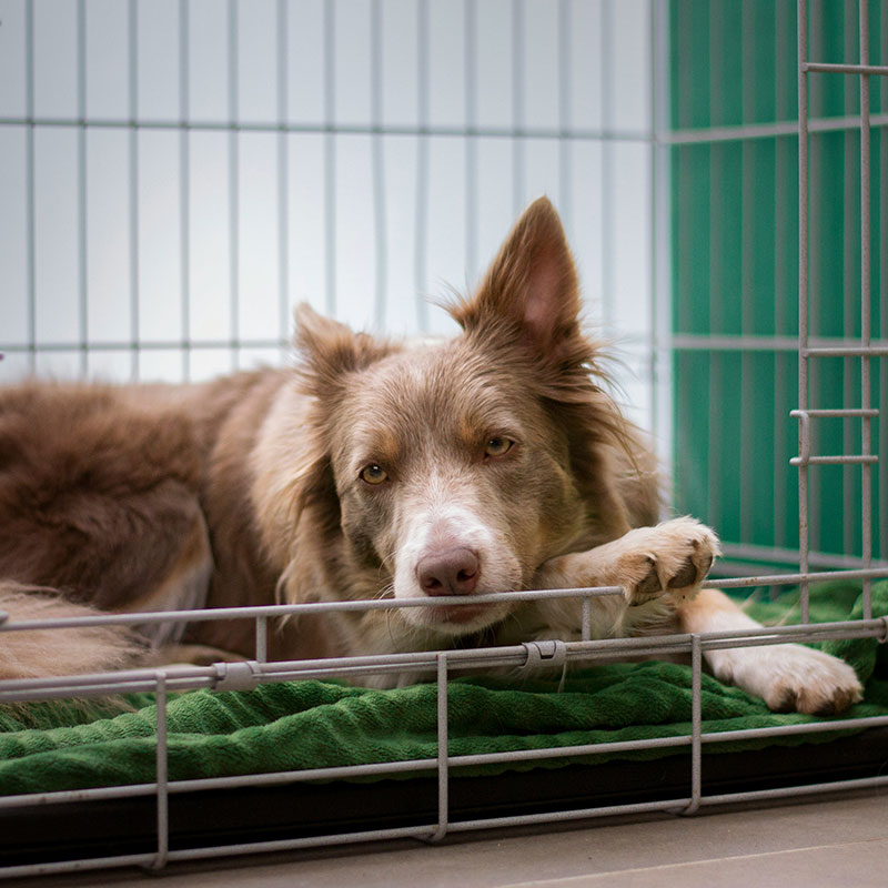 Important Information for Clients: Tests Required for Imported Pets